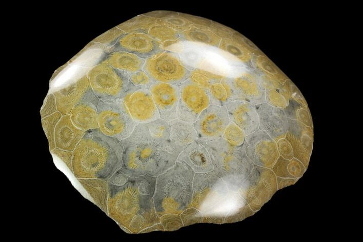 Polished Fossil Coral (Actinocyathus) Head - Morocco #128176